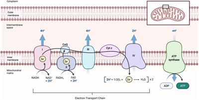 Mitochondria Dysfunction in Frontotemporal Dementia/Amyotrophic Lateral Sclerosis: Lessons From Drosophila Models